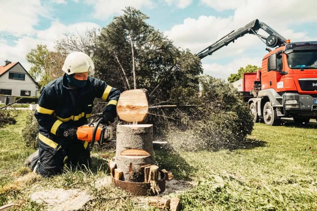 tree removal sydney