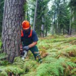 Tree removal Inner West for improved yard space and safety