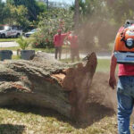 Tree Removal Sydney: What You Need to Know Before You Cut