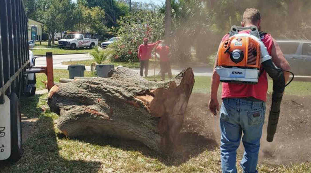 Tree Removal