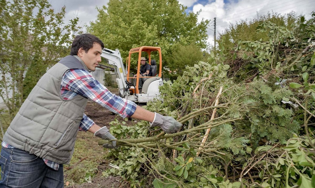 Fruit Tree Pruning Near Me