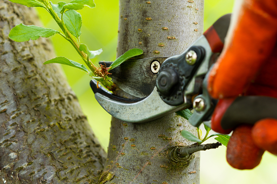 Fruit Tree Pruning Near Me
