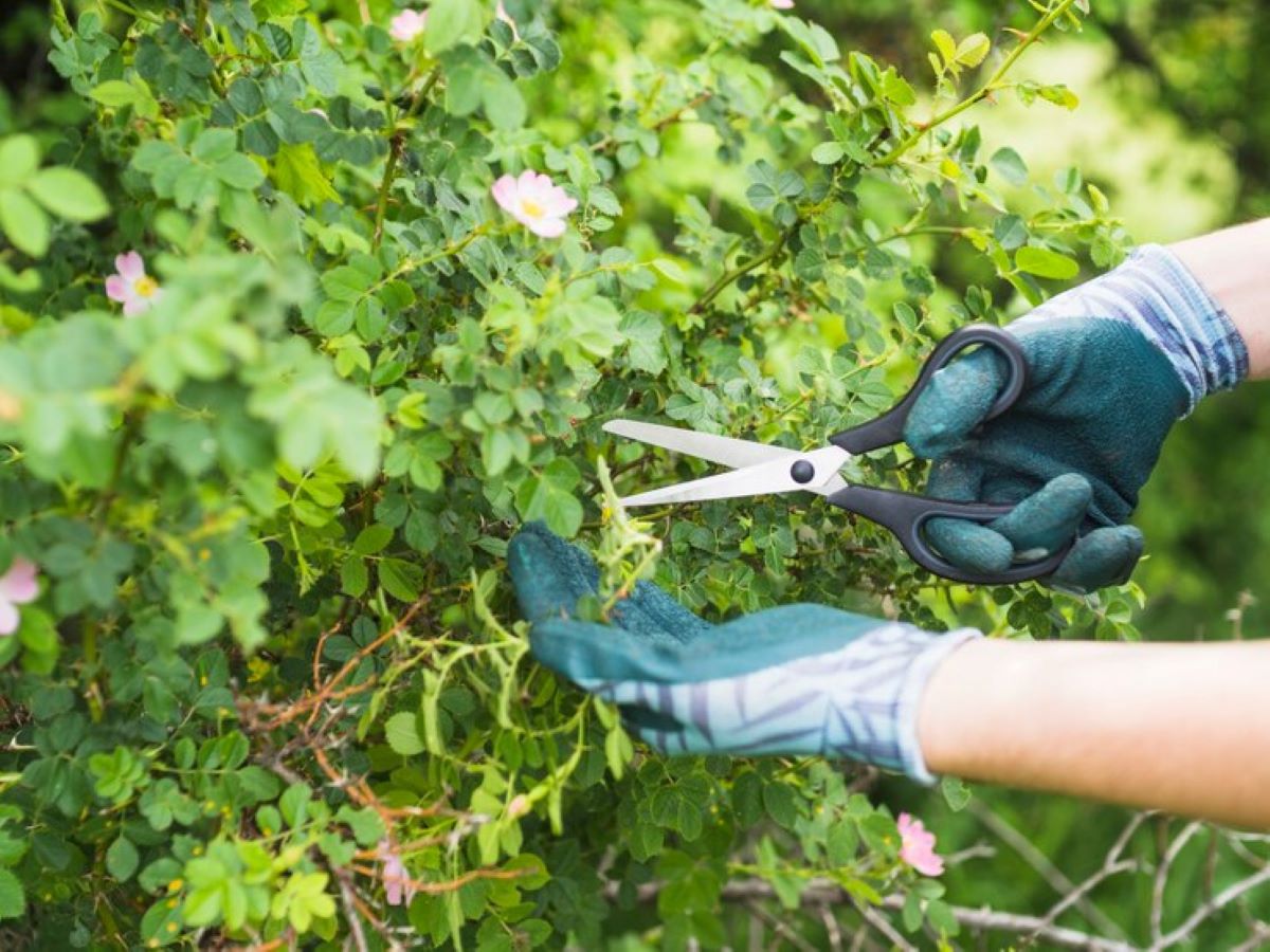 Tree Pruning Services Near Me
