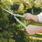 Tree Pruning North Shore: Maintaining Tree Health in Coastal Conditions