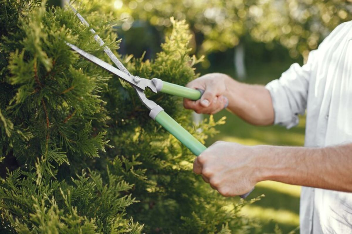 Tree Pruning Services Near Me