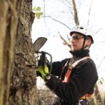 Thornleigh Tree Services: Your Comprehensive Guide