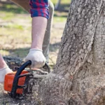 The Essential Guide to Finding Quality Tree Removal Central Coast Services