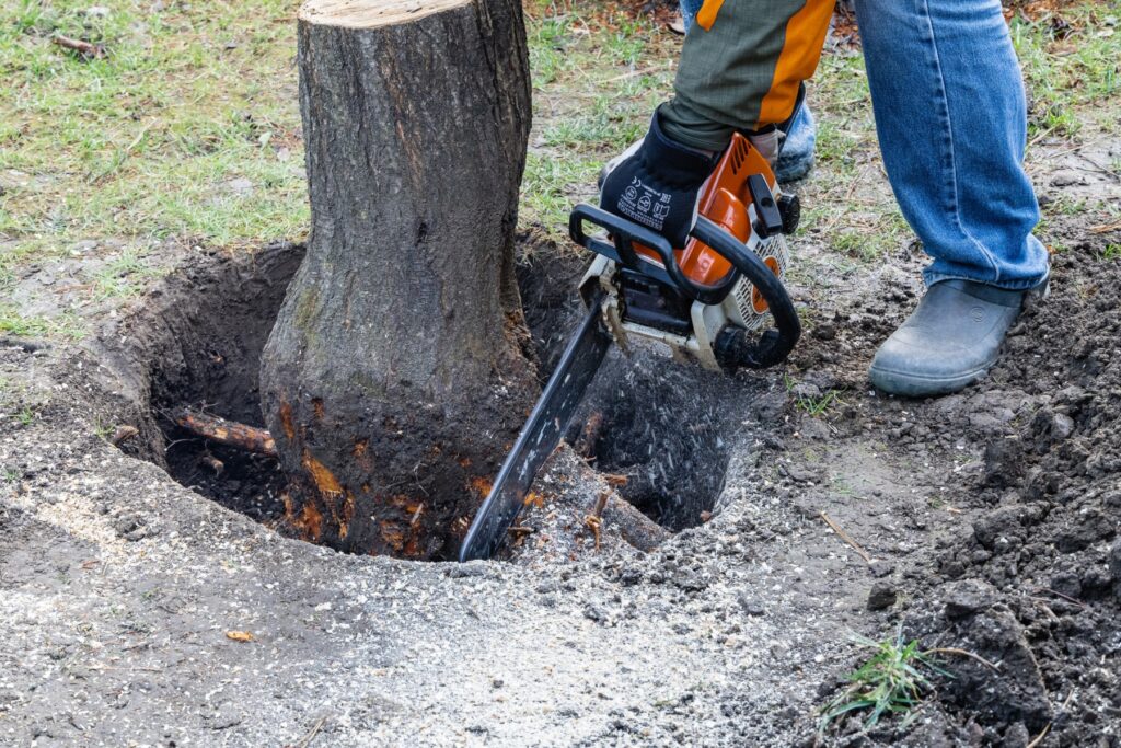 The Essential Guide to Finding Quality Tree Removal Central Coast Services