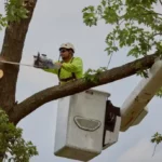 Stump Grinding Costs Sydney 2026: Price Per Diameter Guide