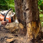 How Professional Tree Services Hornsby Improve Long-Term Tree Health