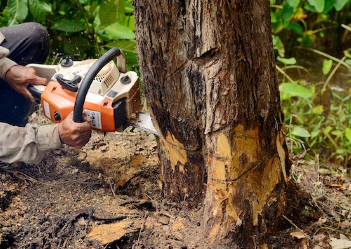 Tree Services Hornsby