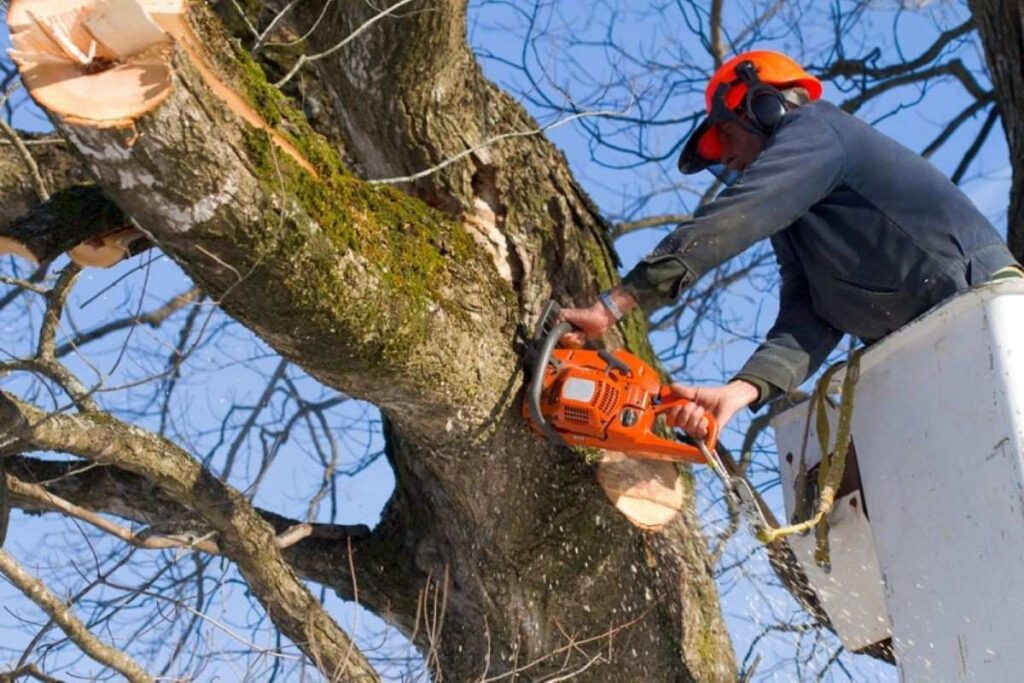 Tree Services Hornsby