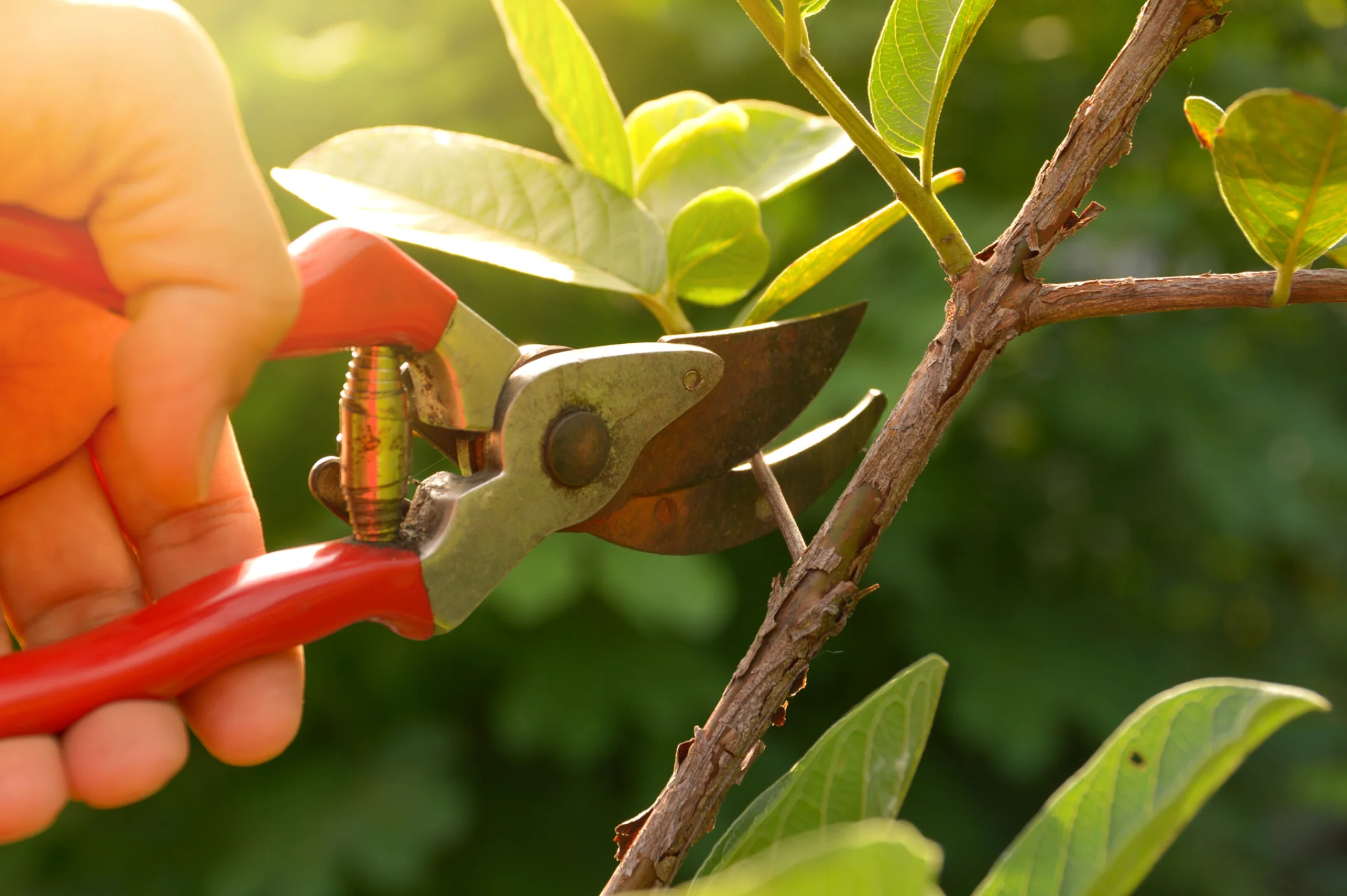Tree Trimming 101: Why It Matters and How to Do It Right