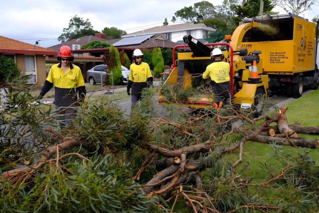 Tree Removal Sydney: What It Costs, When You Need a Permit, and How to Do It Safely

