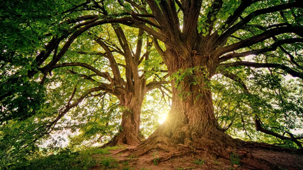 Best Time to Prune Trees: A Season-by-Season Guide for Healthier Growth