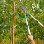 Best Time to Prune Trees: A Season-by-Season Guide for Healthier Growth