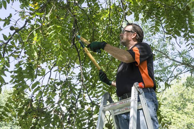 Tree Trimming 101: Why It Matters and How to Do It Right