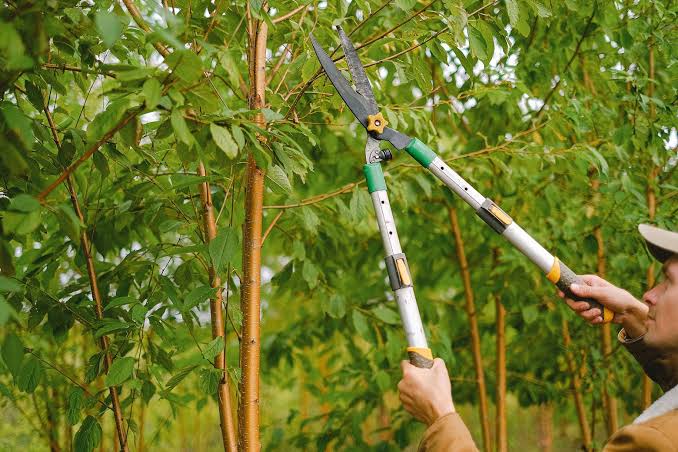Best Time to Prune Trees: A Season-by-Season Guide for Healthier Growth