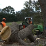 Tree Removal Sydney: What It Costs, When You Need a Permit, and How to Do It Safely