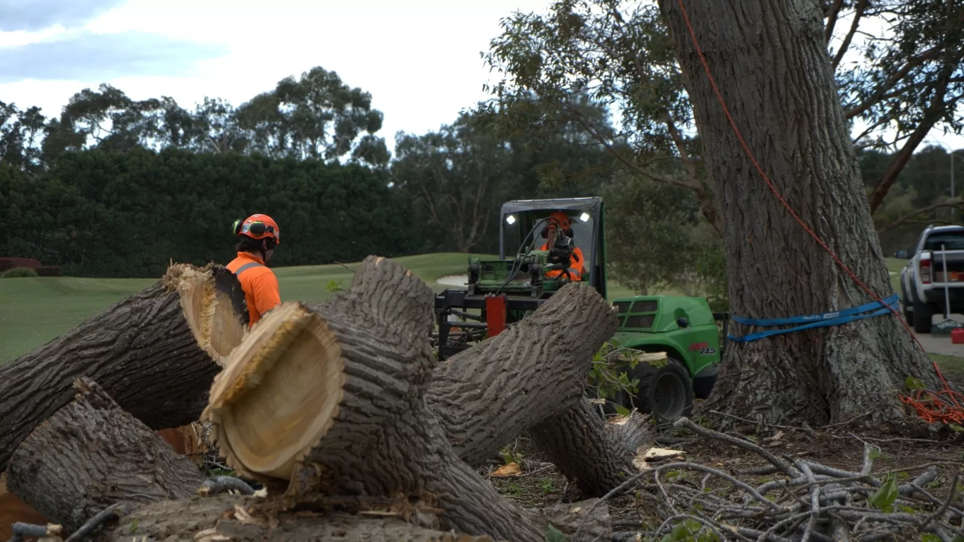 Tree Removal Sydney: What It Costs, When You Need a Permit, and How to Do It Safely