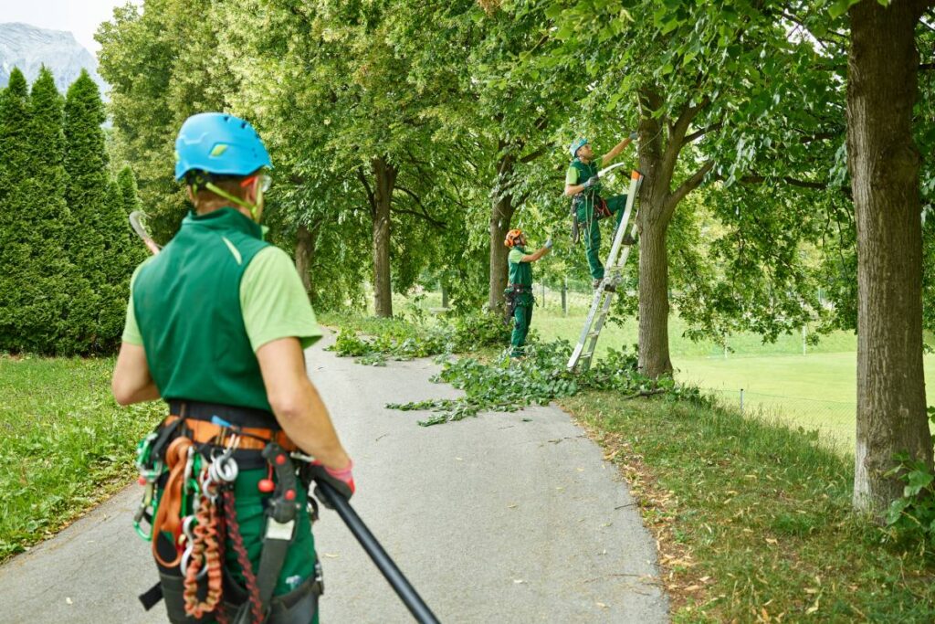 Best Time to Prune Trees: A Season-by-Season Guide for Healthier Growth