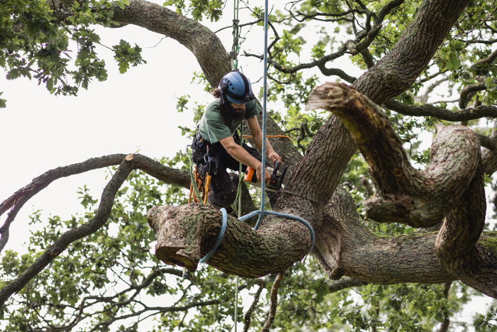Tree Removal Sydney: What It Costs, When You Need a Permit, and How to Do It Safely

