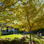 Tree Lopping Sydney: What It Really Means and When You Should Ask for Something Else
