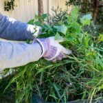 Professional Green Waste Removal Sydney: Sustainable Disposal Solutions