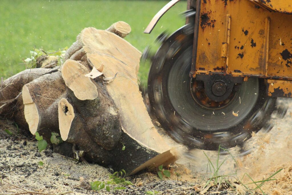 Complete Stump Grinding Sydney: Remove Tree Stumps Permanently