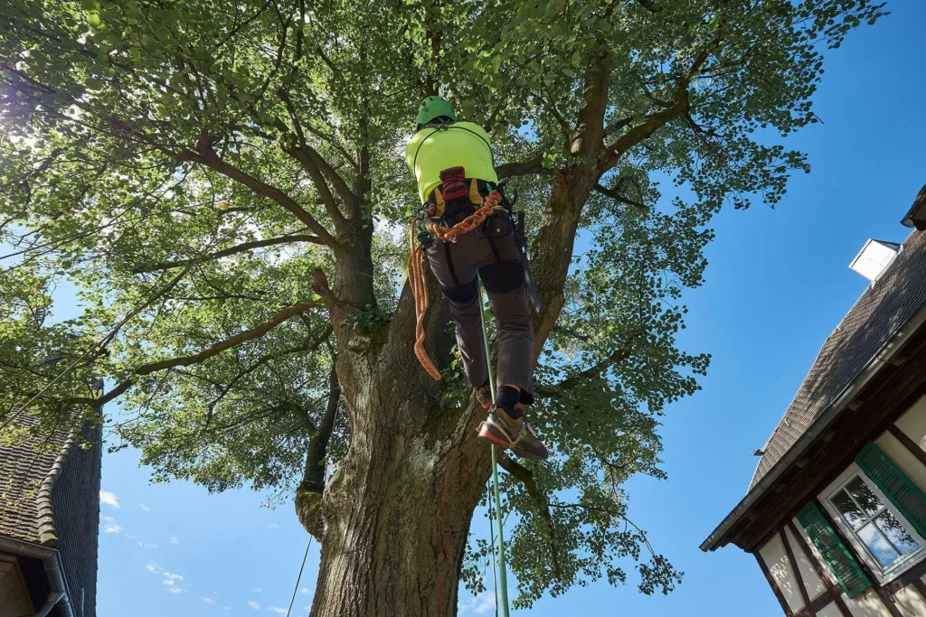 Expert Tree Pruning Sydney: Science-Based Care for Healthy Growth