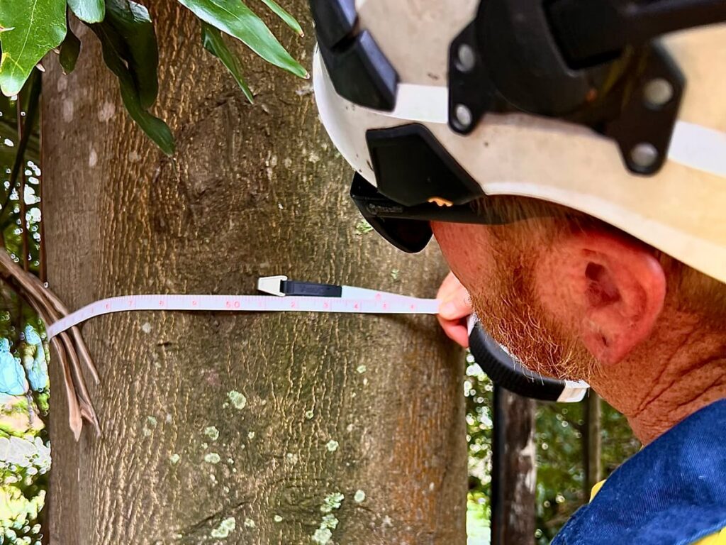 Expert Tree Pruning Sydney: Science-Based Care for Healthy Growth