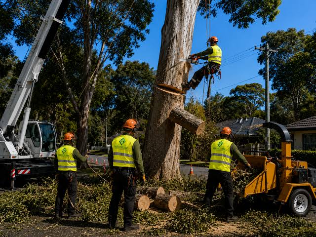 Expert Arborist Services Sydney: Professional Tree Care & Health