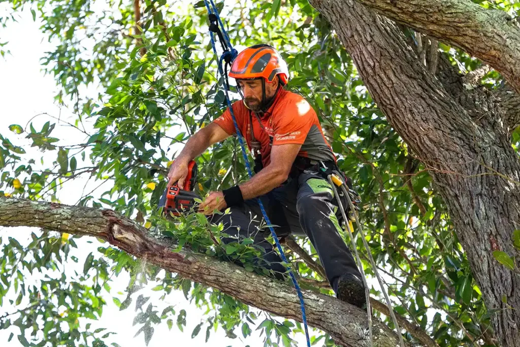 Expert Arborist Services Sydney: Professional Tree Care & Health