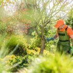 Expert Tree Pruning Sydney: Science-Based Care for Healthy Growth