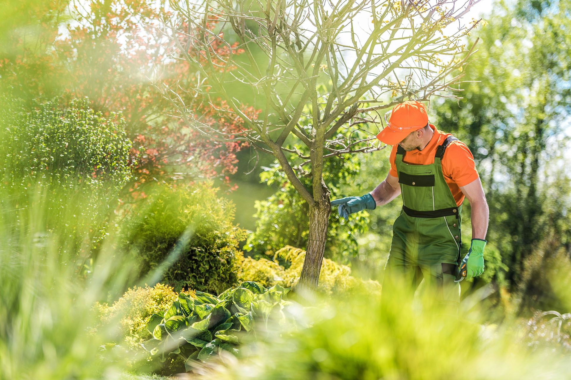 Expert Tree Pruning Sydney: Science-Based Care for Healthy Growth