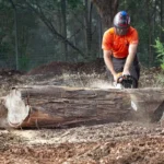 Expert Arborist Services Sydney: Professional Tree Care & Health