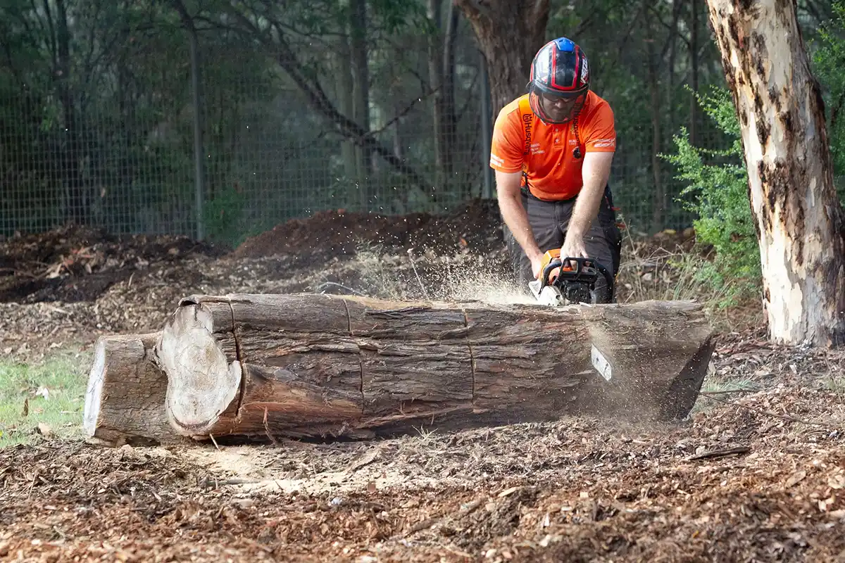 Expert Arborist Services Sydney: Professional Tree Care & Health