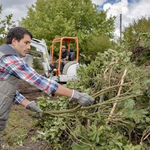 Fruit Tree Pruning Near Me: How Does It Affect Fruit Yield?