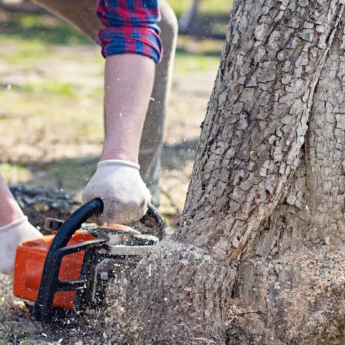 The Essential Guide to Finding Quality Tree Removal Central Coast Services