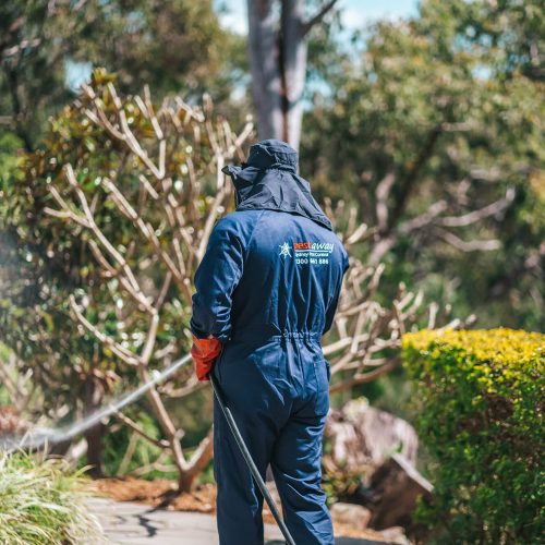 Exterminator Sydney: How to Get Rid of Pests Quickly and Safely