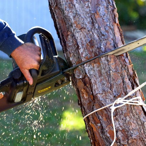 Complete Stump Grinding Sydney: Remove Tree Stumps Permanently