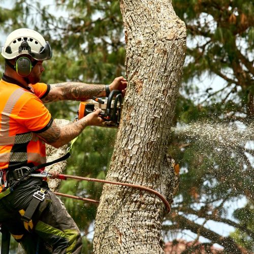 Preventative Tree Lopping: Ensuring Safety Before Problems Arise