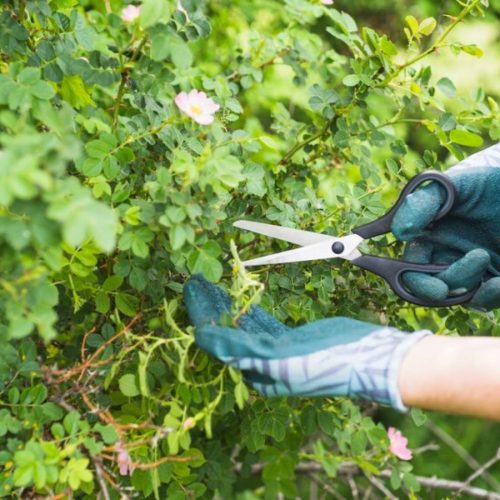 Tree Pruning Services Near Me: How to Check Arborist Credentials