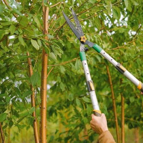 Best Time to Prune Trees: A Season-by-Season Guide for Healthier Growth