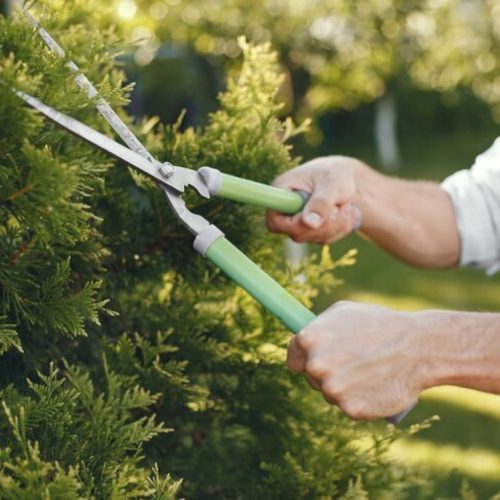 Tree Pruning Services Near Me