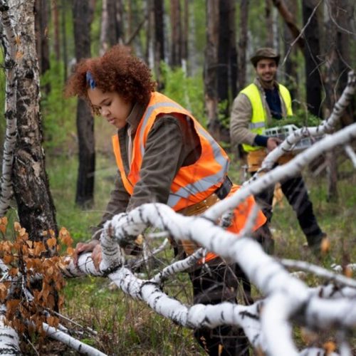 Finding Reliable Tree Removal Services Near You
