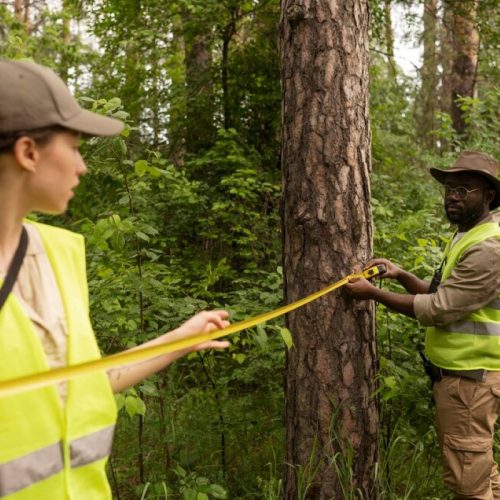 tree pruning services sydney